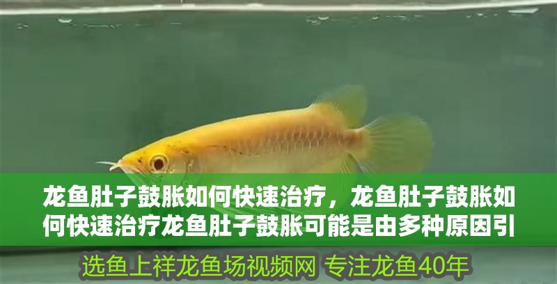 龍魚肚子鼓脹如何快速治療，龍魚肚子鼓脹如何快速治療龍魚肚子鼓脹可能是由多種原因引起的