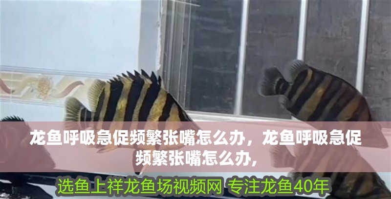 龍魚呼吸急促頻繁張嘴怎么辦，龍魚呼吸急促頻繁張嘴怎么辦,