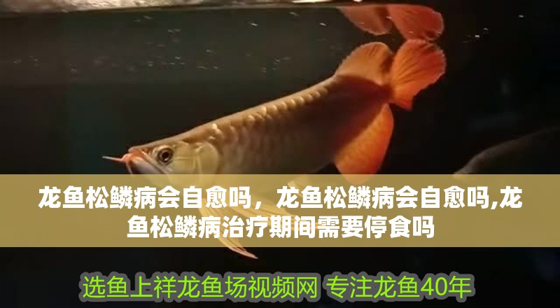 詳細閱讀:龍魚松鱗病會自愈嗎,龍魚松鱗病會自愈嗎,龍魚松鱗病治療期間需要停食嗎 龍魚松鱗病會自愈嗎,龍魚松鱗病會自愈嗎,龍魚松鱗病治療期間需要停食嗎
