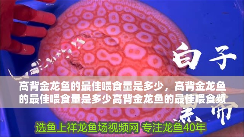 詳細閱讀:高背金龍魚的最佳喂食量是多少,高背金龍魚的最佳喂食量是多少高背金龍魚的最佳喂食頻率是多少 高背金龍魚的最佳喂食量是多少,高背金龍魚的最佳喂食量是多少高背金龍魚的最佳喂食頻率是多少