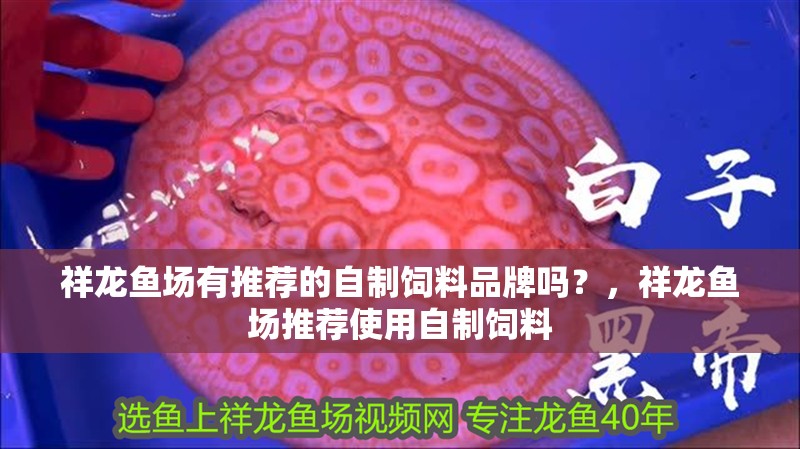 祥龍魚場有推薦的自制飼料品牌嗎？，祥龍魚場推薦使用自制飼料 祥龍魚場有推薦的自制飼料品牌嗎？，祥龍魚場推薦使用自制飼料 龍魚百科