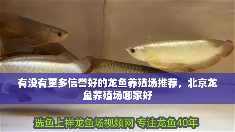 有沒有更多信譽好的龍魚養(yǎng)殖場推薦，北京龍魚養(yǎng)殖場哪家好 有沒有更多信譽好的龍魚養(yǎng)殖場推薦，北京龍魚養(yǎng)殖場哪家好 龍魚百科
