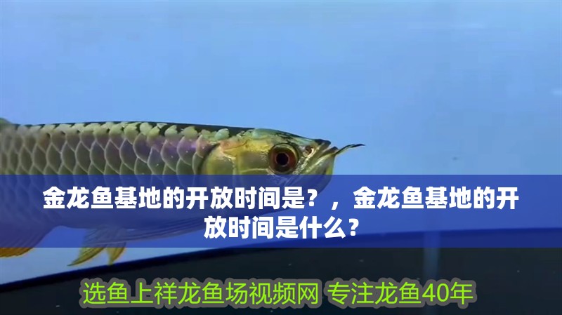 詳細閱讀:金龍魚基地的開放時間是?,金龍魚基地的開放時間是什么? 金龍魚基地的開放時間是?,金龍魚基地的開放時間是什么?