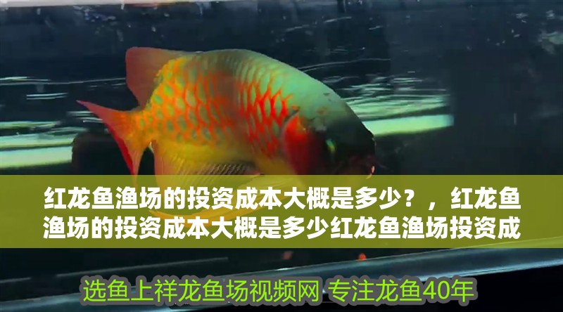 詳細閱讀:紅龍魚漁場的投資成本大概是多少?,紅龍魚漁場的投資成本大概是多少紅龍魚漁場投資成本大概是多少 紅龍魚漁場的投資成本大概是多少?,紅龍魚漁場的投資成本大概是多少紅龍魚漁場投資成本大概是多少