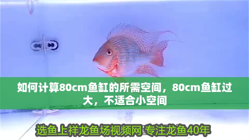 如何計算80cm魚缸的所需空間，80cm魚缸過大，不適合小空間 如何計算80cm魚缸的所需空間，80cm魚缸過大，不適合小空間 龍魚百科