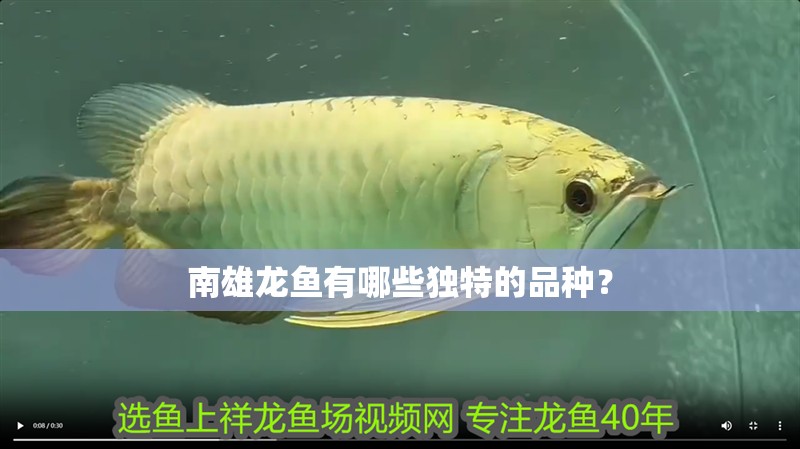 詳細閱讀:南雄龍魚有哪些獨特的品種? 南雄龍魚有哪些獨特的品種?