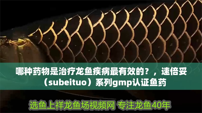 詳細閱讀:哪種藥物是治療龍魚疾病最有效的?,速倍妥(subeituo)系列gmp認證魚藥 哪種藥物是治療龍魚疾病最有效的?,速倍妥(subeituo)系列gmp認證魚藥
