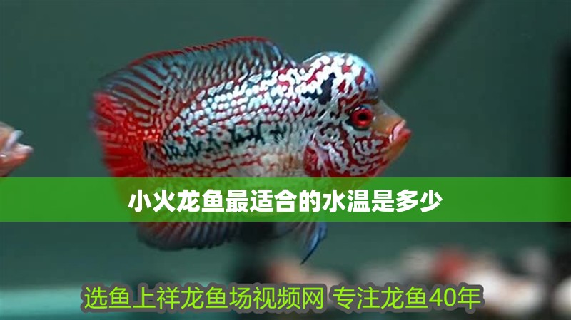 詳細閱讀:小火龍魚最適合的水溫是多少 小火龍魚最適合的水溫是多少