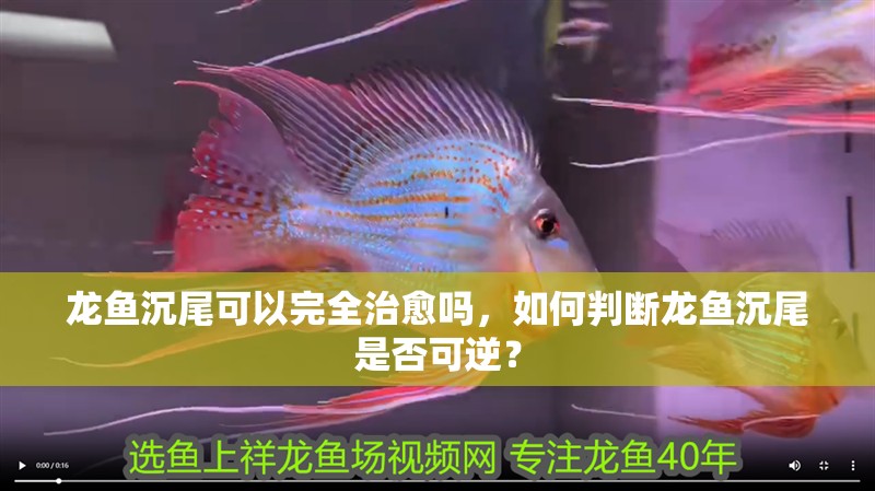 詳細閱讀:龍魚沉尾可以完全治愈嗎,如何判斷龍魚沉尾是否可逆? 龍魚沉尾可以完全治愈嗎,如何判斷龍魚沉尾是否可逆?