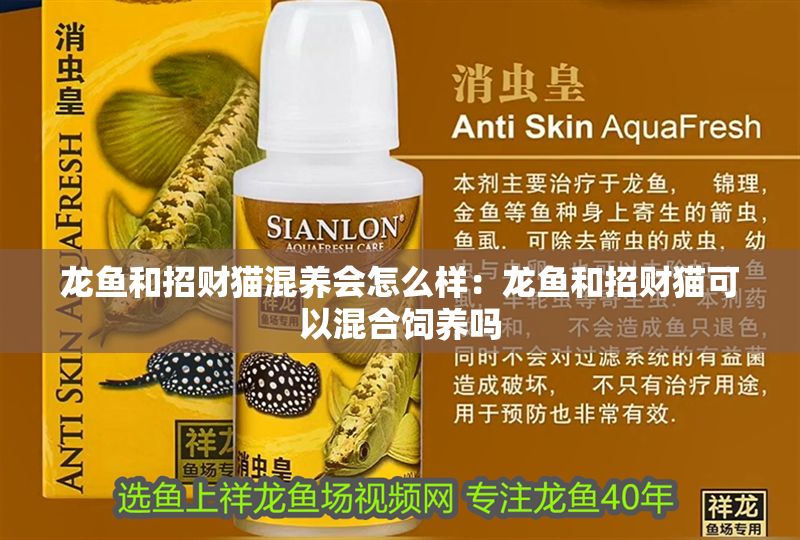 龍魚和招財貓混養會怎么樣：龍魚和招財貓可以混合飼養嗎