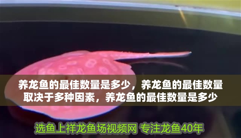 詳細閱讀:養龍魚的最佳數量是多少,養龍魚的最佳數量取決于多種因素,養龍魚的最佳數量是多少 養龍魚的最佳數量是多少,養龍魚的最佳數量取決于多種因素,養龍魚的最佳數量是多少