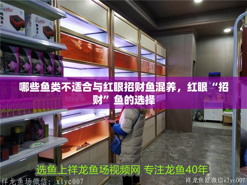詳細閱讀:哪些魚類不適合與紅眼招財魚混養,紅眼“招財”魚的選擇 哪些魚類不適合與紅眼招財魚混養,紅眼“招財”魚的選擇