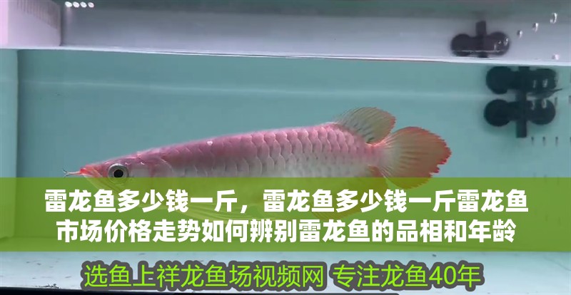 雷龍魚多少錢一斤，雷龍魚多少錢一斤雷龍魚市場價格走勢如何辨別雷龍魚的品相和年齡