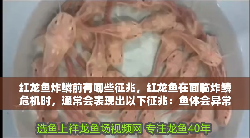 紅龍魚(yú)炸鱗前有哪些征兆，紅龍魚(yú)在面臨炸鱗危機(jī)時(shí)，通常會(huì)表現(xiàn)出以下征兆：魚(yú)體會(huì)異常腫脹