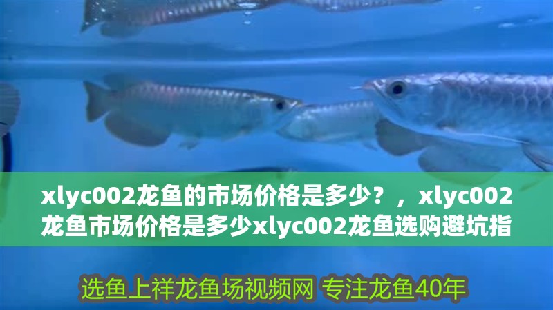 xlyc002龍魚(yú)的市場(chǎng)價(jià)格是多少？，xlyc002龍魚(yú)市場(chǎng)價(jià)格是多少xlyc002龍魚(yú)選購(gòu)避坑指南