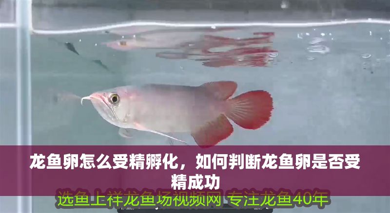 龍魚卵怎么受精孵化，如何判斷龍魚卵是否受精成功