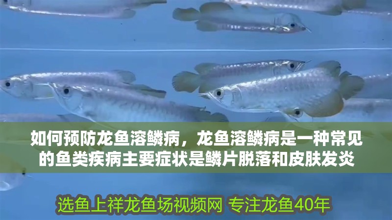如何預防龍魚溶鱗病，龍魚溶鱗病是一種常見的魚類疾病主要癥狀是鱗片脫落和皮膚發炎