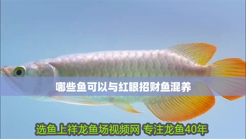 哪些魚可以與紅眼招財魚混養