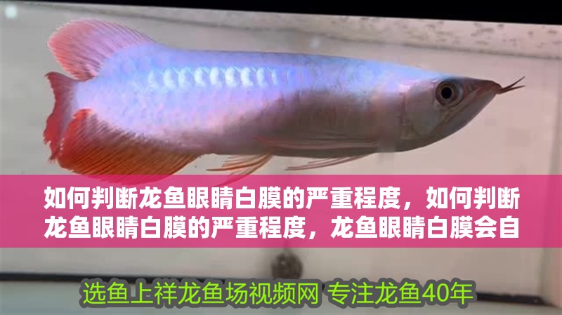 如何判斷龍魚眼睛白膜的嚴重程度，如何判斷龍魚眼睛白膜的嚴重程度，龍魚眼睛白膜會自愈嗎
