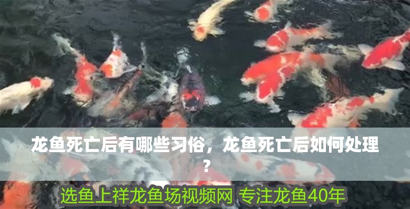 龍魚死亡后有哪些習俗，龍魚死亡后如何處理？ 龍魚死亡后有哪些習俗，龍魚死亡后如何處理？ 龍魚百科