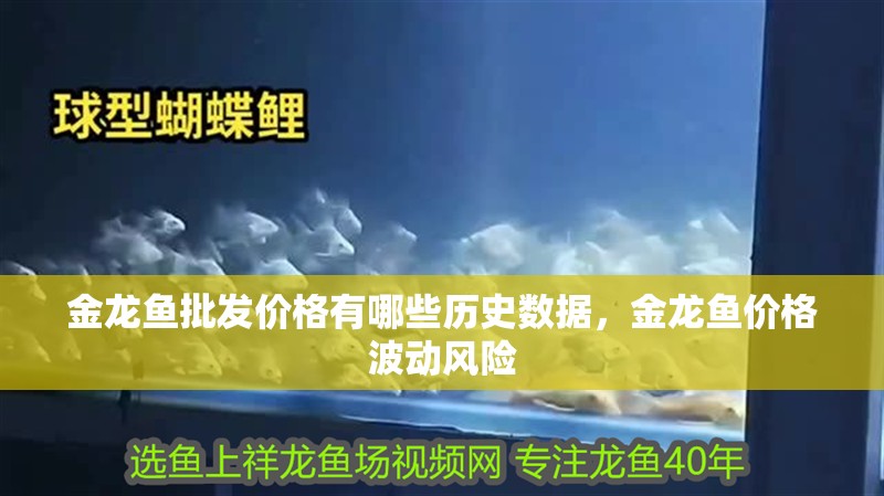 金龍魚批發價格有哪些歷史數據，金龍魚價格波動風險