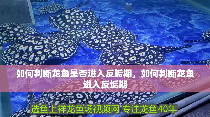 如何判斷龍魚是否進入反垢期，如何判斷龍魚進入反垢期