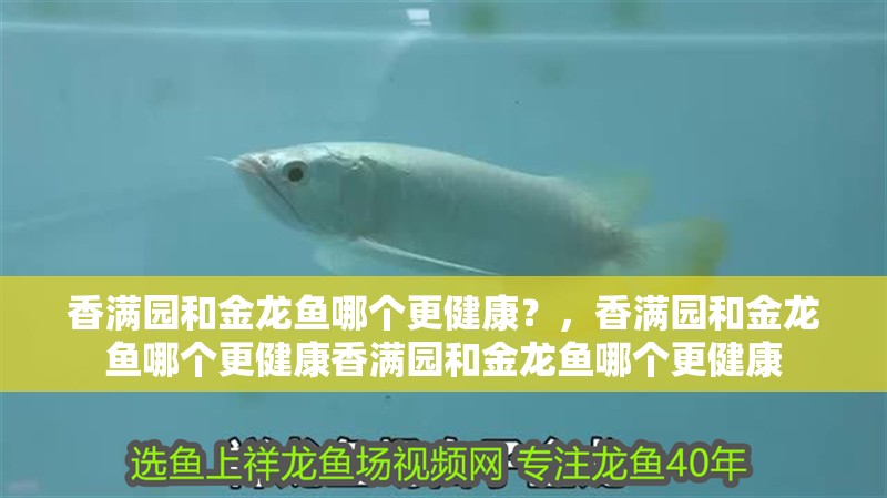 香滿園和金龍魚哪個更健康？，香滿園和金龍魚哪個更健康香滿園和金龍魚哪個更健康