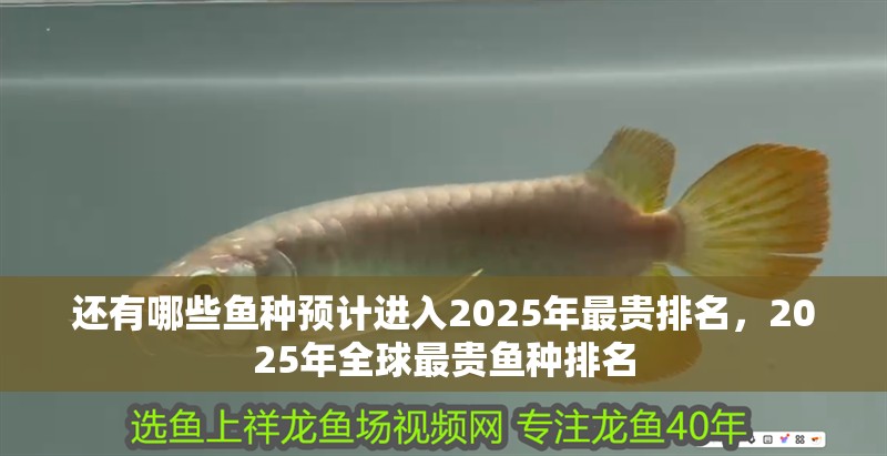 還有哪些魚種預計進入2025年最貴排名，2025年全球最貴魚種排名