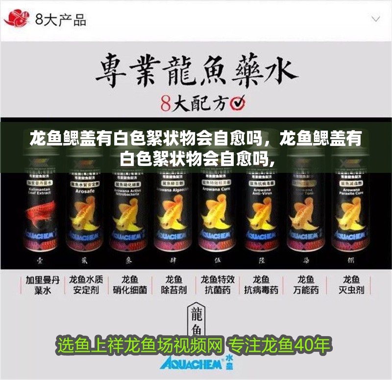 龍魚鰓蓋有白色絮狀物會自愈嗎，龍魚鰓蓋有白色絮狀物會自愈嗎,