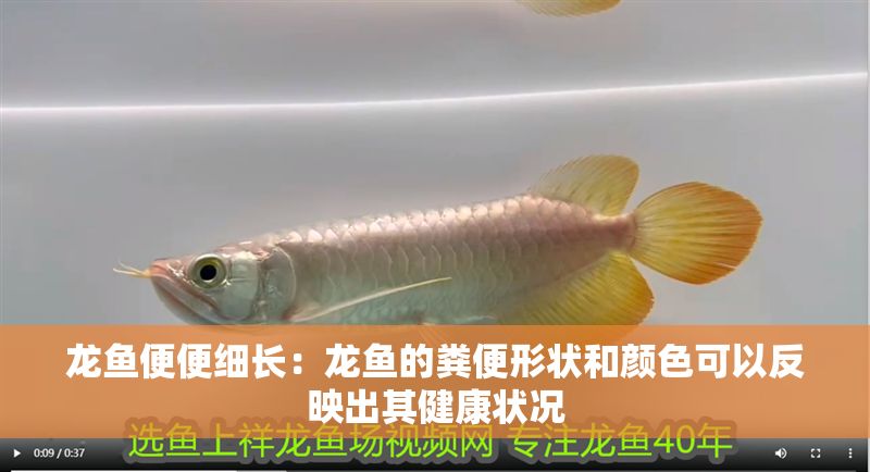 龍魚便便細長：龍魚的糞便形狀和顏色可以反映出其健康狀況