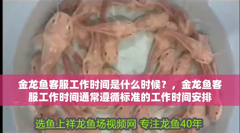 詳細(xì)閱讀:金龍魚客服工作時間是什么時候?,金龍魚客服工作時間通常遵循標(biāo)準(zhǔn)的工作時間安排 金龍魚客服工作時間是什么時候?,金龍魚客服工作時間通常遵循標(biāo)準(zhǔn)的工作時間安排