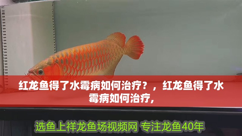 紅龍魚得了水霉病如何治療？，紅龍魚得了水霉病如何治療,