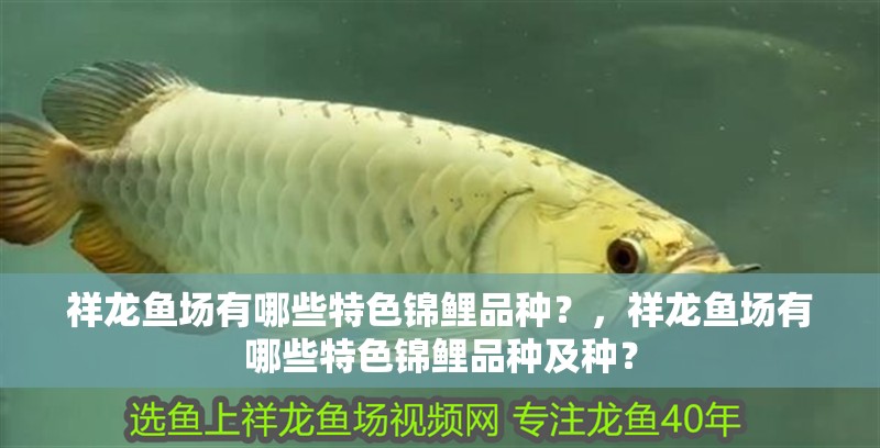 詳細閱讀:祥龍魚場有哪些特色錦鯉品種?,祥龍魚場有哪些特色錦鯉品種及種? 祥龍魚場有哪些特色錦鯉品種?,祥龍魚場有哪些特色錦鯉品種及種?