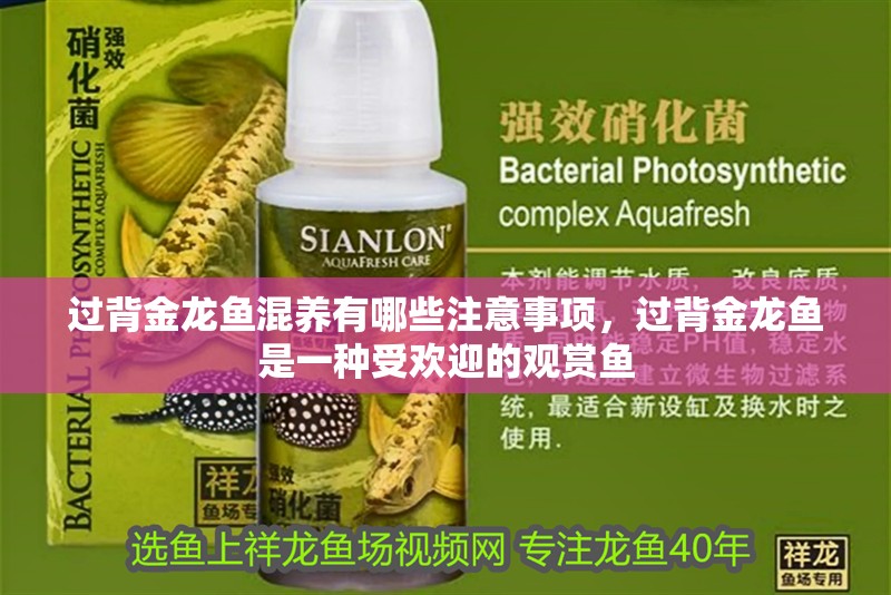 詳細閱讀:過背金龍魚混養有哪些注意事項,過背金龍魚是一種受歡迎的觀賞魚 過背金龍魚混養有哪些注意事項,過背金龍魚是一種受歡迎的觀賞魚