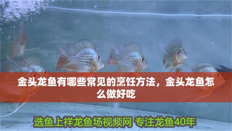 詳細閱讀:金頭龍魚有哪些常見的烹飪方法,金頭龍魚怎么做好吃 金頭龍魚有哪些常見的烹飪方法,金頭龍魚怎么做好吃