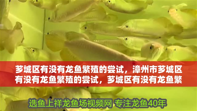 詳細閱讀:薌城區有沒有龍魚繁殖的嘗試,漳州市薌城區有沒有龍魚繁殖的嘗試,薌城區有沒有龍魚繁殖的嘗試 薌城區有沒有龍魚繁殖的嘗試,漳州市薌城區有沒有龍魚繁殖的嘗試,薌城區有沒有龍魚繁殖的嘗試