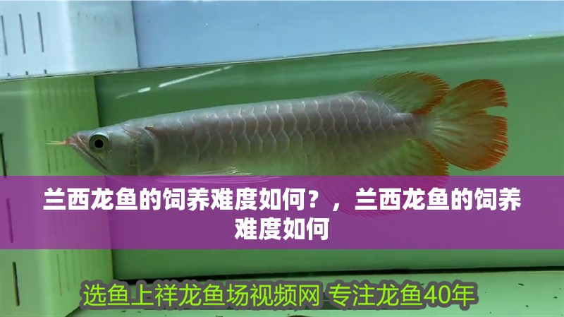 詳細閱讀:蘭西龍魚的飼養難度如何?,蘭西龍魚的飼養難度如何 蘭西龍魚的飼養難度如何?,蘭西龍魚的飼養難度如何