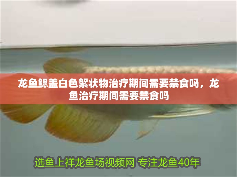 龍魚鰓蓋白色絮狀物治療期間需要禁食嗎，龍魚治療期間需要禁食嗎