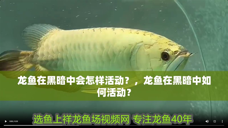 龍魚在黑暗中會(huì)怎樣活動(dòng)？，龍魚在黑暗中如何活動(dòng)？
