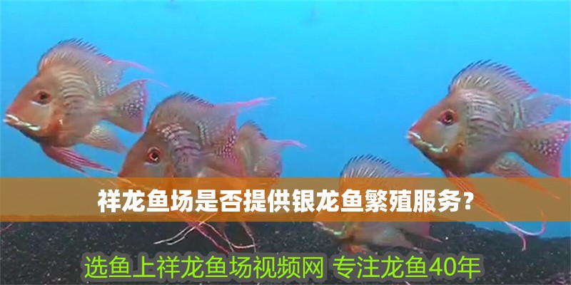 祥龍魚場(chǎng)是否提供銀龍魚繁殖服務(wù)？