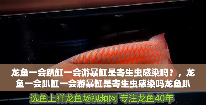龍魚一會趴缸一會游暴缸是寄生蟲感染嗎？，龍魚一會趴缸一會游暴缸是寄生蟲感染嗎龍魚趴缸后如何恢復