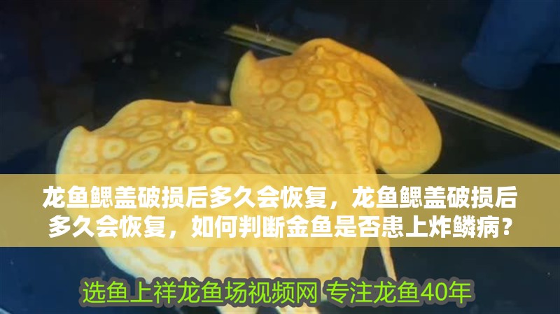 龍魚鰓蓋破損后多久會恢復，龍魚鰓蓋破損后多久會恢復，如何判斷金魚是否患上炸鱗病？