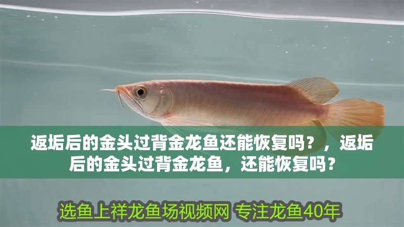 返垢后的金頭過背金龍魚還能恢復嗎？，返垢后的金頭過背金龍魚，還能恢復嗎？