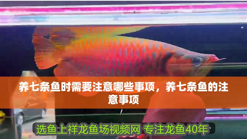 養七條魚時需要注意哪些事項，養七條魚的注意事項