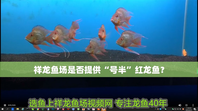 祥龍魚場是否提供“號半”紅龍魚？