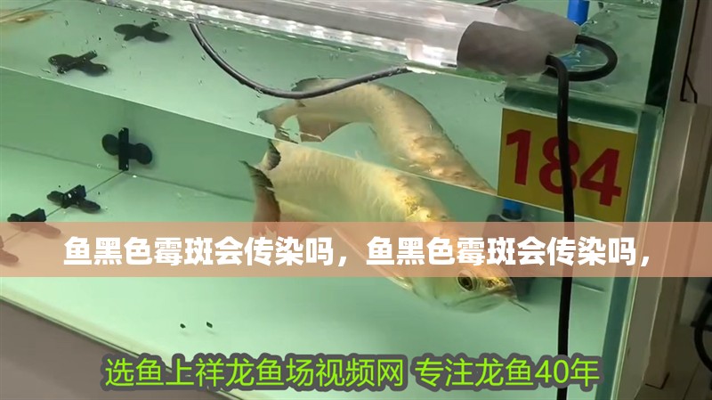 魚黑色霉斑會傳染嗎，魚黑色霉斑會傳染嗎，