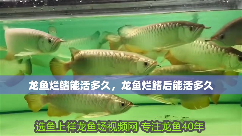 龍魚爛鰭能活多久，龍魚爛鰭后能活多久