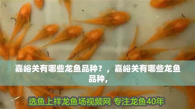嘉峪關(guān)有哪些龍魚品種？，嘉峪關(guān)有哪些龍魚品種,