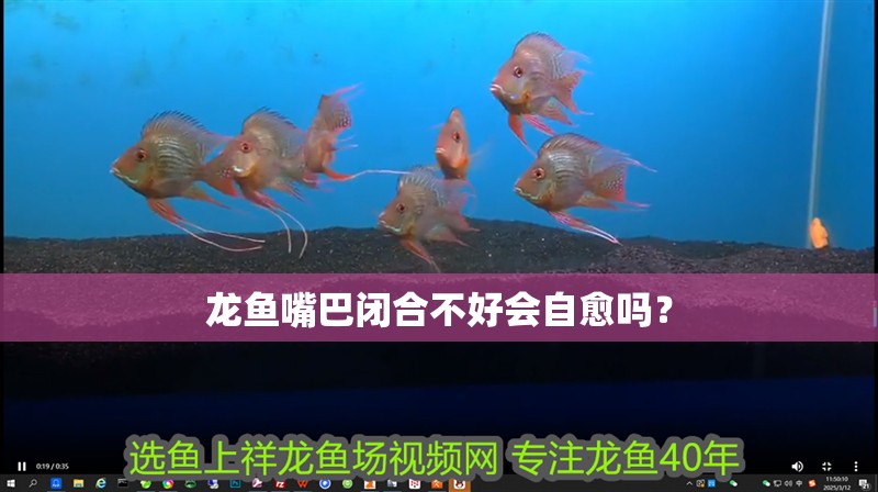 詳細閱讀:龍魚嘴巴閉合不好會自愈嗎? 龍魚嘴巴閉合不好會自愈嗎?