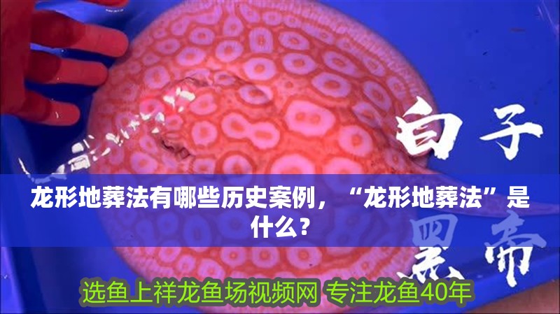 詳細閱讀:龍形地葬法有哪些歷史案例,“龍形地葬法”是什么? 龍形地葬法有哪些歷史案例,“龍形地葬法”是什么?